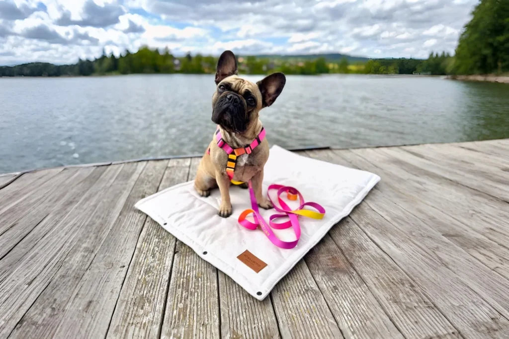 dog harness GRADIENT tango