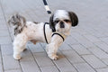 dog leash BLISS gray
