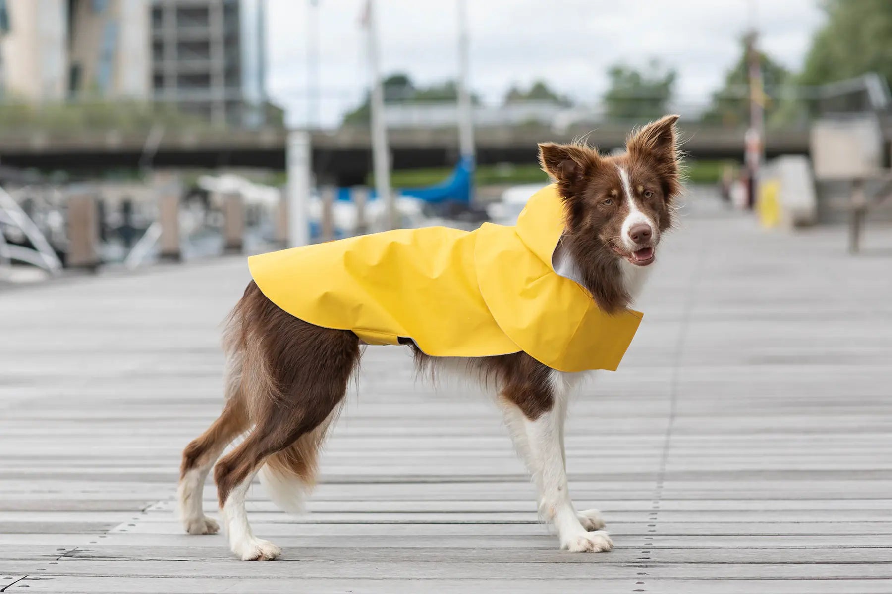 dog raincoat STORM orange - Bowl&Bone Republic US and Canada