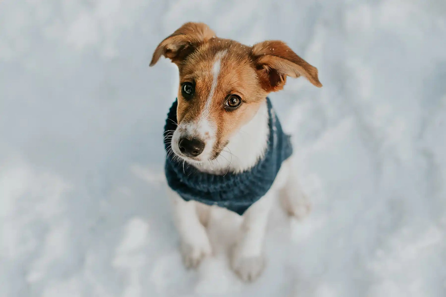 dog sweater SNOWFLAKE cream