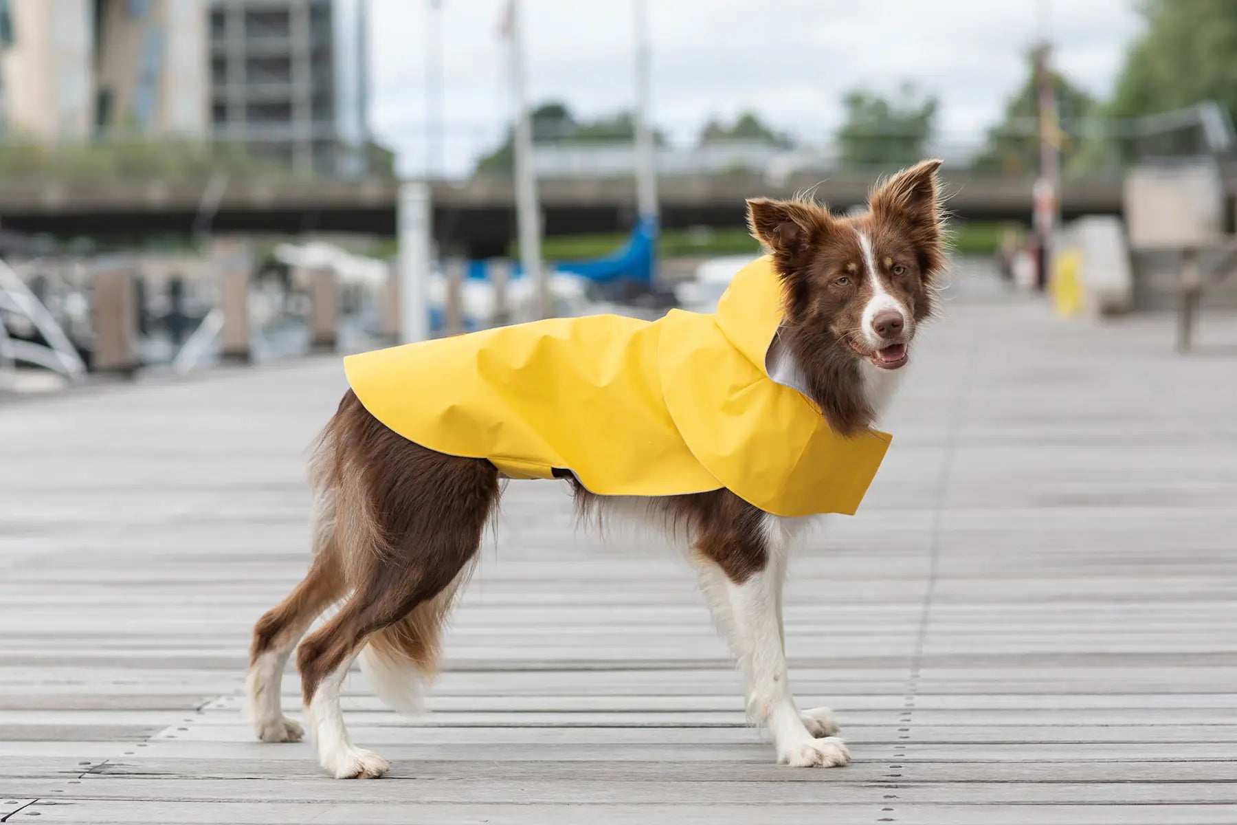 dog raincoat STORM yellow - Bowl&Bone Republic US and Canada