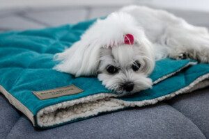 dog sleeping bag DREAMY cream - Bowl&Bone Republic US and Canada