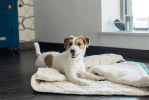 dog sleeping bag DREAMY nero - Bowl&Bone Republic US and Canada