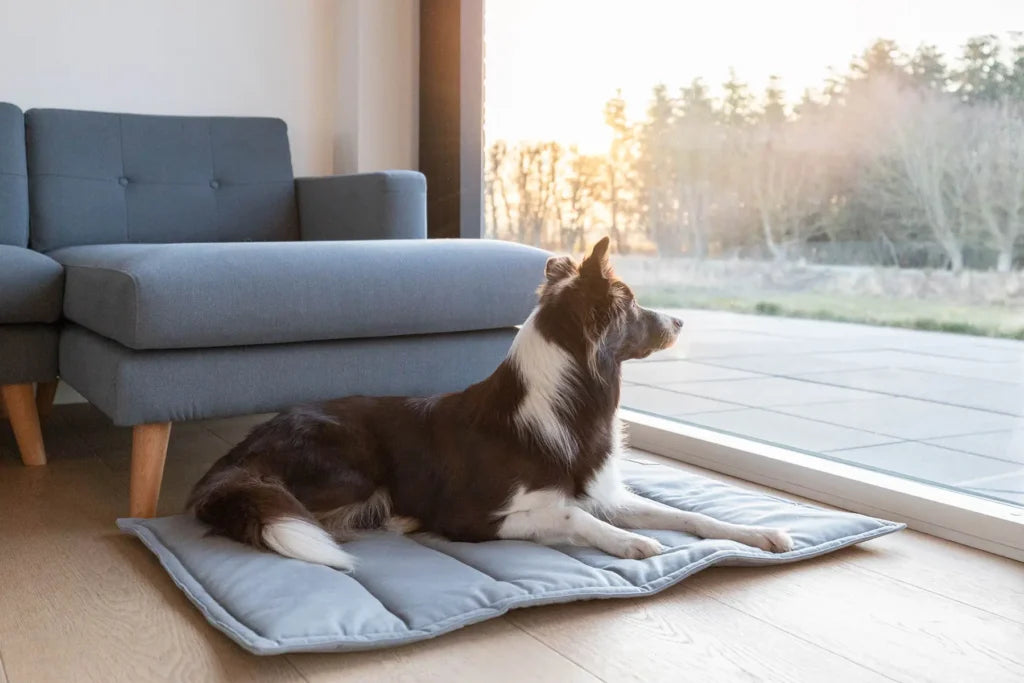 travel dog mat CLASSIC grey