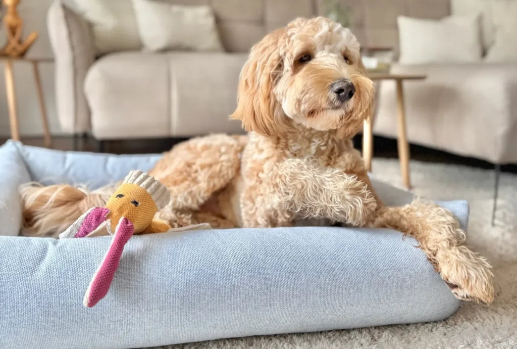 dog bed BLISS beige