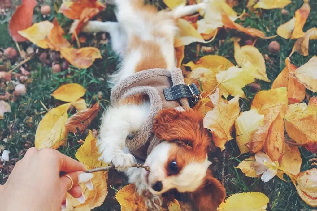 dog harness YETI brown