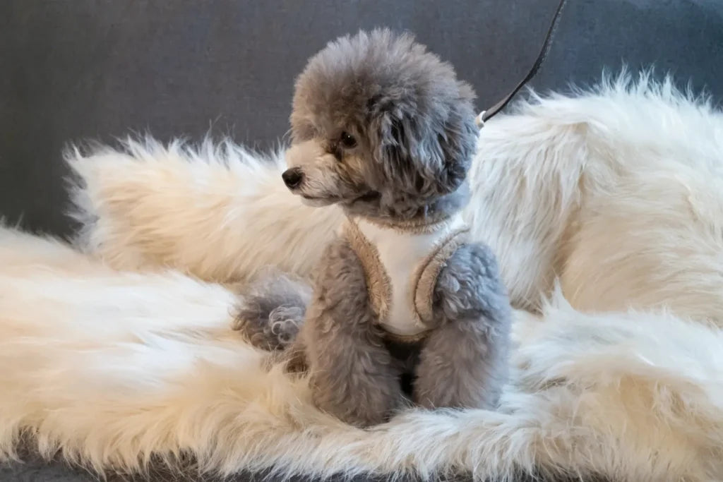 dog harness YETI cream