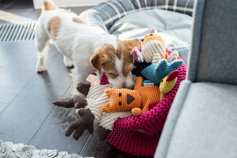 A dog is playing with a Bowlandbone basket for dog toys COTTON grey in a living room.