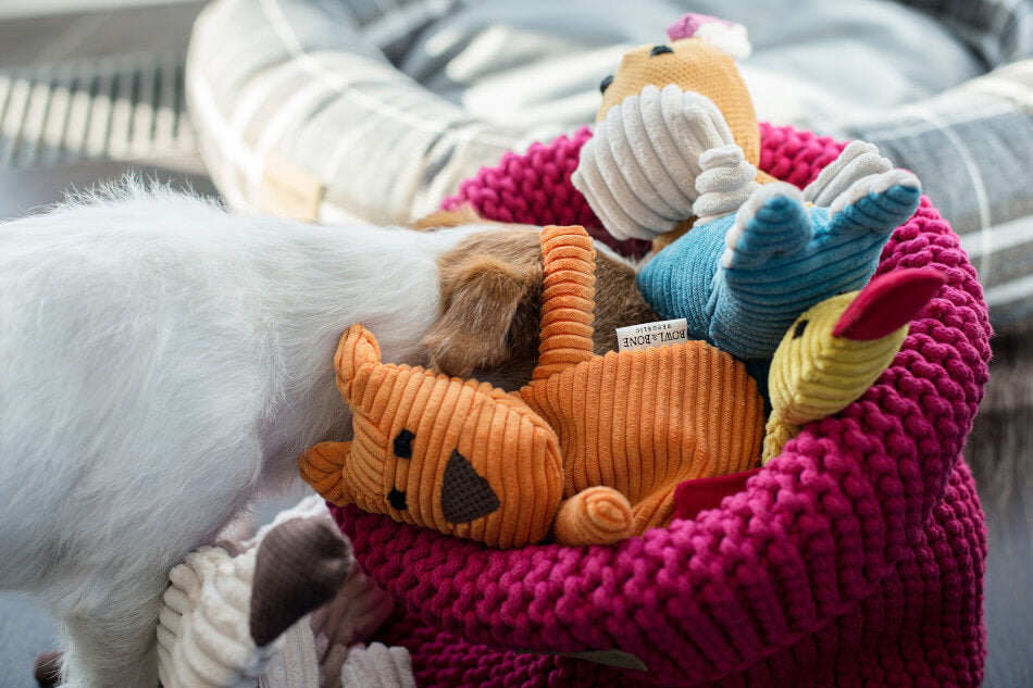 The dog is playing with Bowl&Bone Republic's dog toy BAX in a basket.