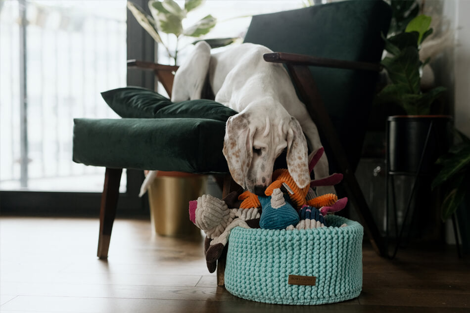 A white dog is playing with a DOUBLE mint toy in a Bowlandbone basket for dog toys.