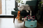A white dog playing with toys in a blue Bowlandbone basket for dog toys DOUBLE mint.