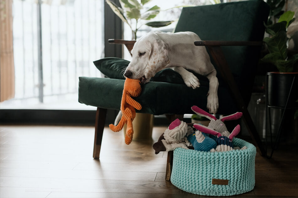 A white dog playing with toys in a Bowlandbone DOUBLE blue basket for dog toys.