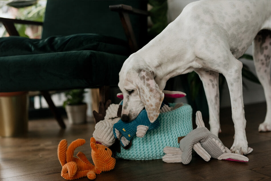 A white dog is playing with stuffed animals in a Bowlandbone basket for dog toys DOUBLE blue.