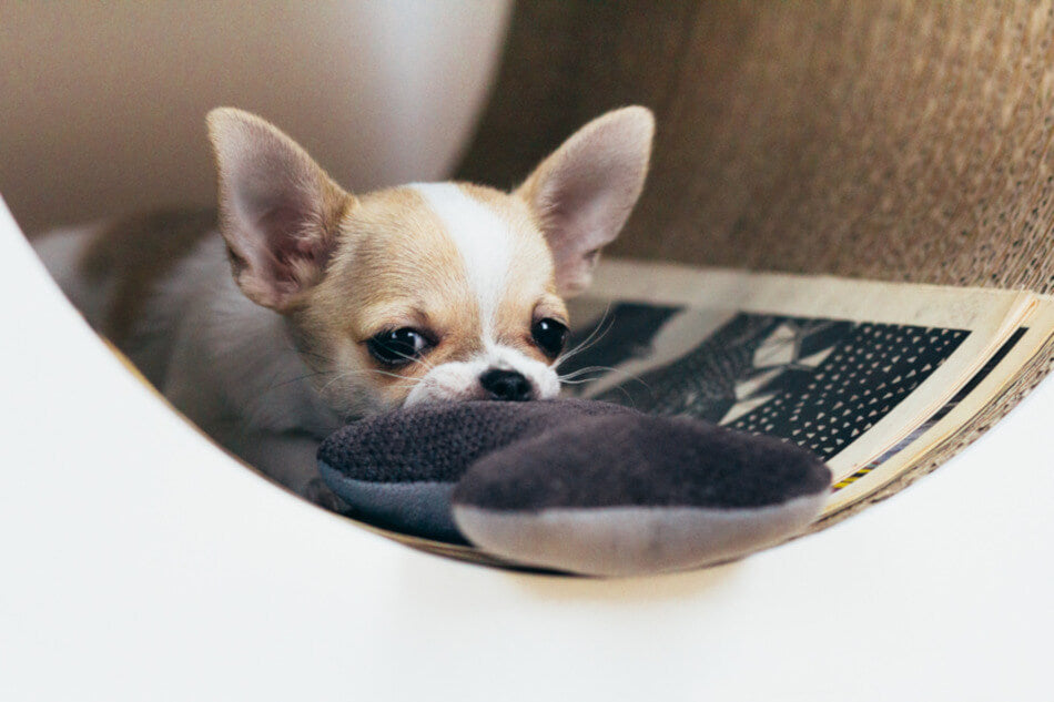 A chihuahua dog playing with a Bowl&Bone Republic Classic grey dog bed.