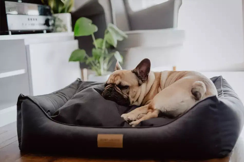 A french bulldog laying on top of a Bowl&Bone Republic graphite dog bed.