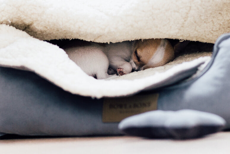 A small dog sleeping in a Bowl&Bone Republic CLASSIC grey dog bed.