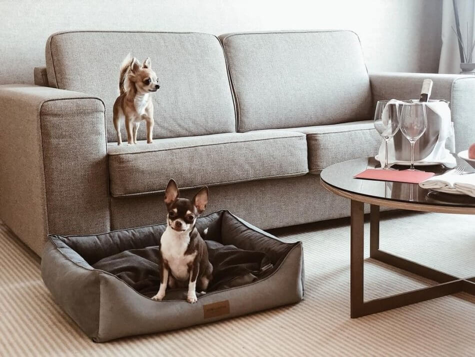 Two Bowlandbone Republic CLASSIC brown dog beds sitting on a bed in front of a couch.