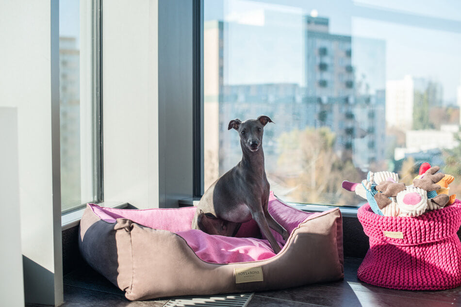 A greyhound dog is sitting in a Bowlandbone basket for dog toys COTTON pink in front of a window.