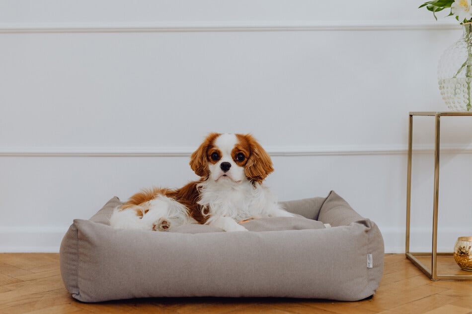 A small dog sitting in a grey Bowl&Bone Republic dog bed.