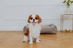 A white and brown dog sitting on a wooden floor on a Bowl&Bone Republic dog bed.