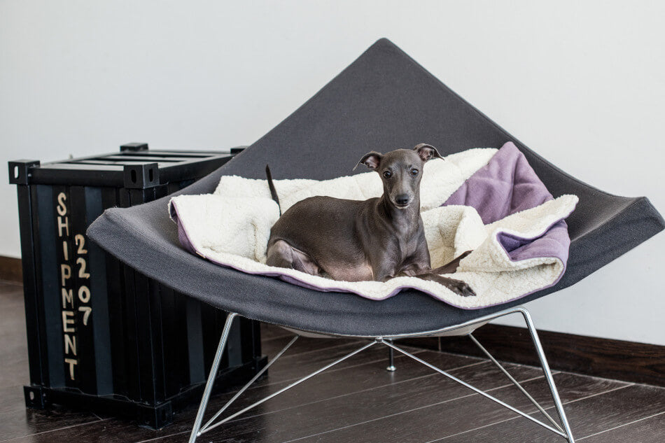 A Bowlandbone greyhound lounging in a black chair with a purple dog sleeping bag, surrounded by DREAMY cream blanket.
