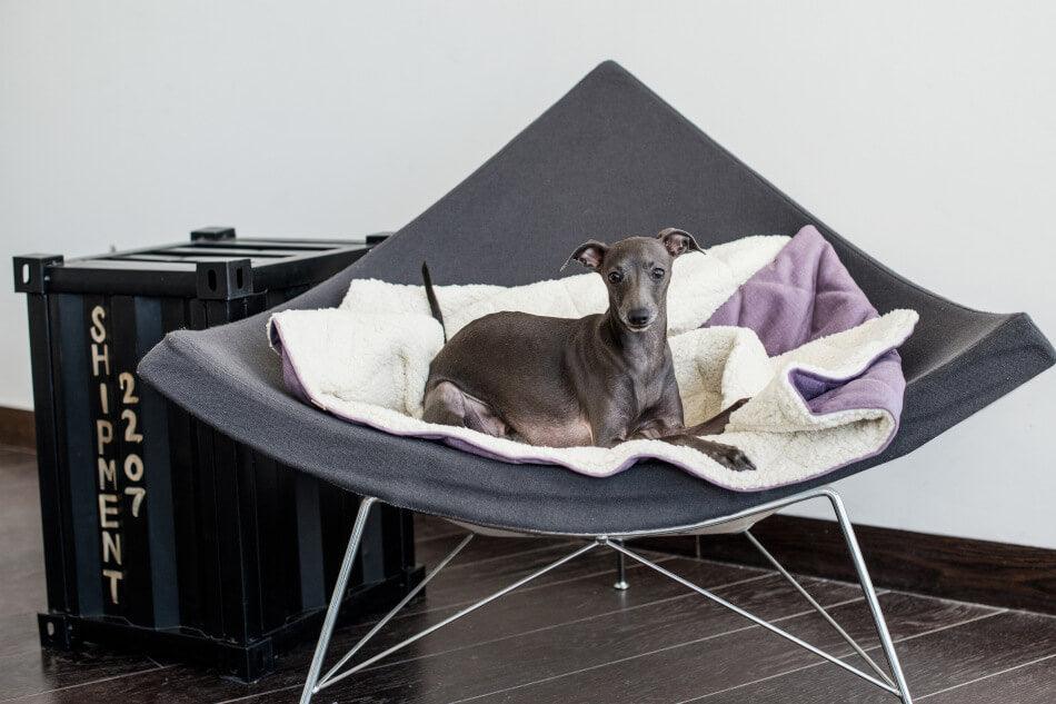 A greyhound effortlessly lounges in a black chair, cuddled up with a luxurious purple blanket and enveloped in the Dog Sleeping Bag DREAMY silver by Bowl&Bone Republic.