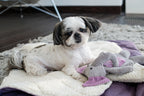 A small dog laying on a blanket with a Bowlandbone FLAMINGO toy.