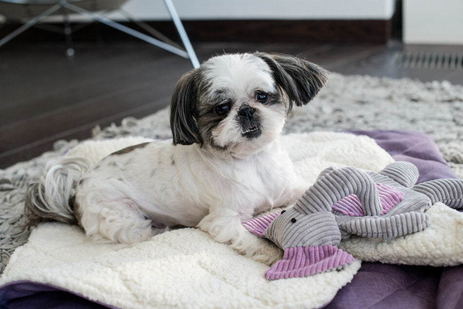 A small dog resting on a blanket with a Bowl&Bone Republic dog toy PONY.