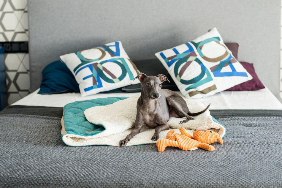 A Bowl&Bone Republic greyhound dog toy DEX laying on a bed with pillows.