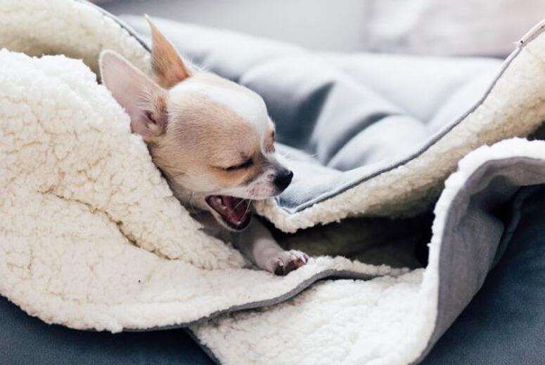 A small chihuahua dog laying in a Bowl&Bone Republic dog sleeping bag with a cream blanket.