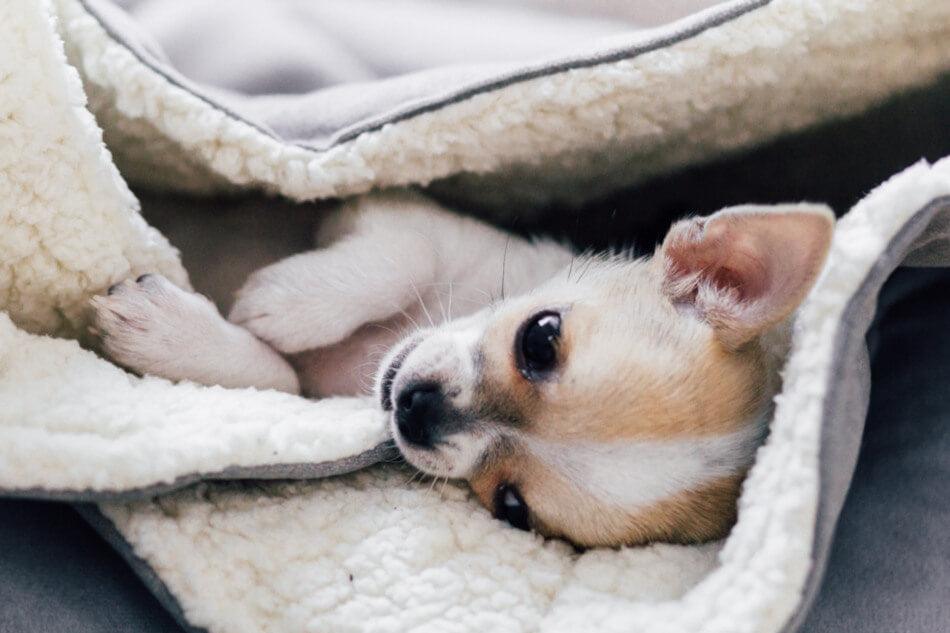 A small chihuahua puppy laying in a Bowl&Bone Republic dog sleeping bag.