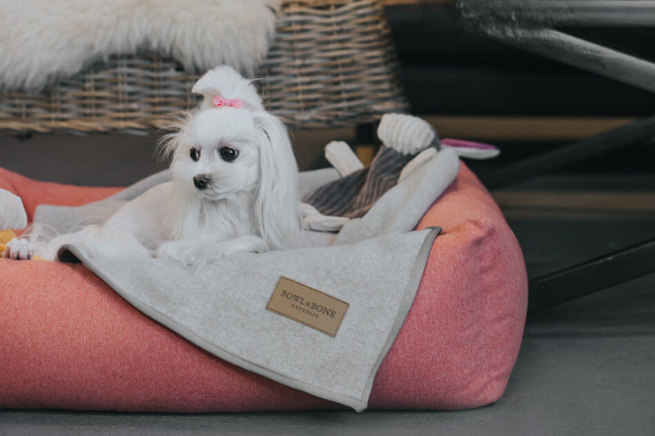 A small white dog laying in a Bowl&Bone Republic ZEN grey blanket.