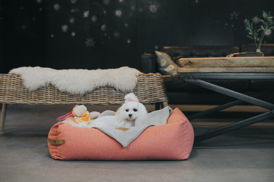 A white dog is sitting in a pink Bowl&Bone Republic dog blanket.