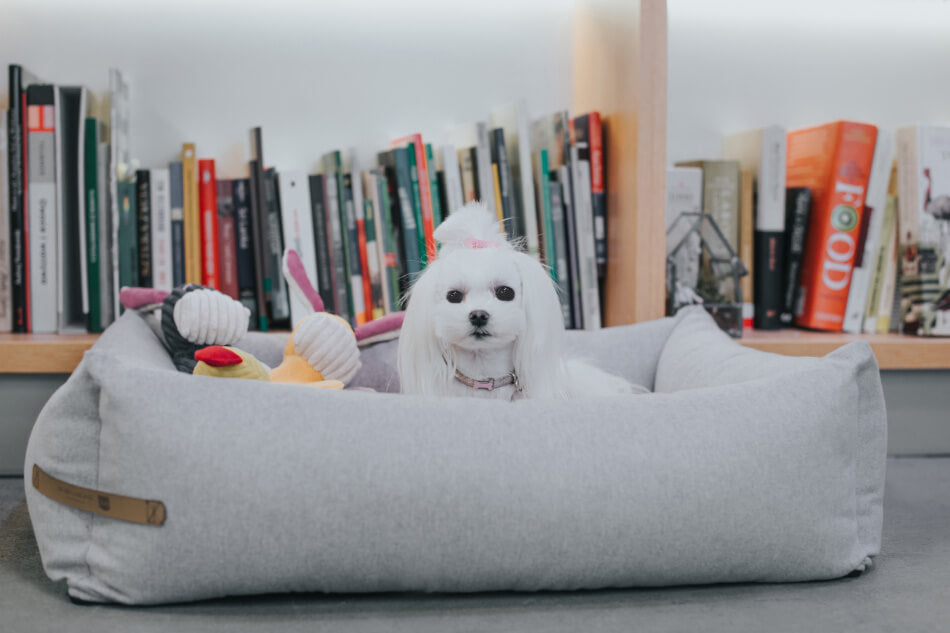 A small white dog sitting in a Bowl&Bone Republic dog bed LOFT grey.