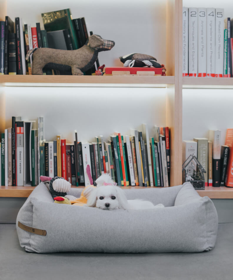 A white dog resting on a Bowl&Bone Republic bed in front of bookshelves.