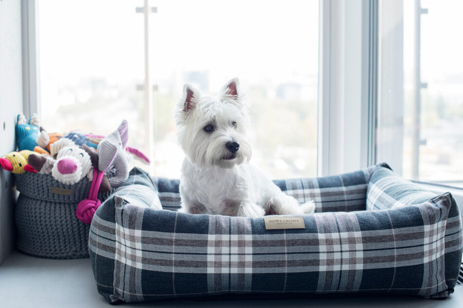 A white dog sits in a plaid dog bed from Bowl&Bone Republic in front of a window.