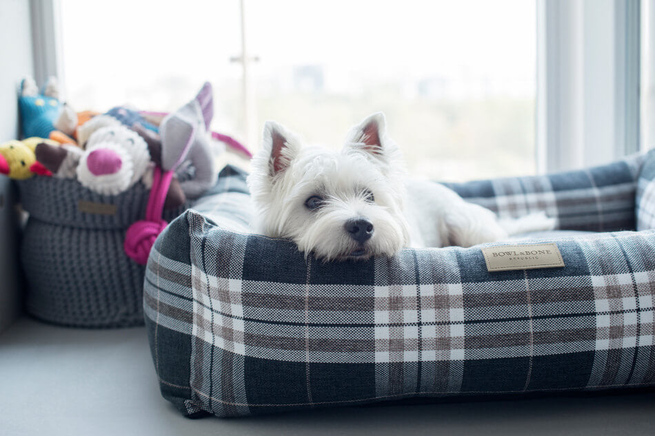 A small white dog laying in a plaid Bowl&Bone Republic blue dog bed.