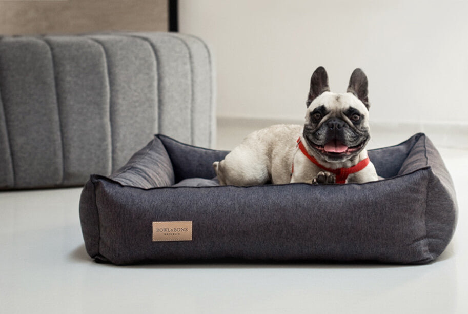 A French Bulldog is sitting in a grey dog bed from Bowl&Bone Republic.