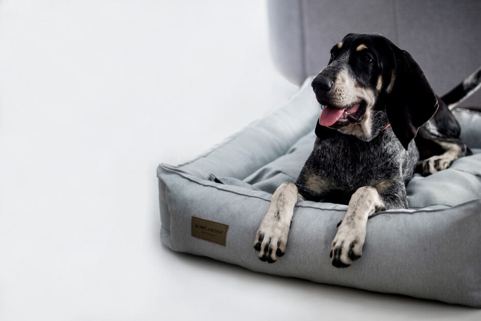 A dog lounging on a stylish grey Bowl&Bone Republic dog bed.