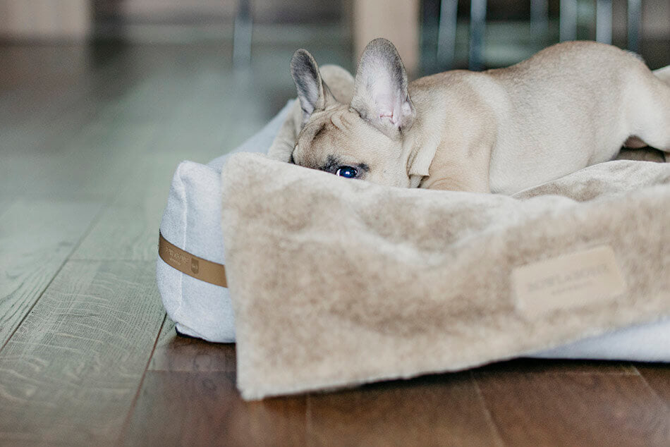 A French bulldog comfortably resting on a wooden floor covered with a cozy Bowl&Bone Republic dog blanket.