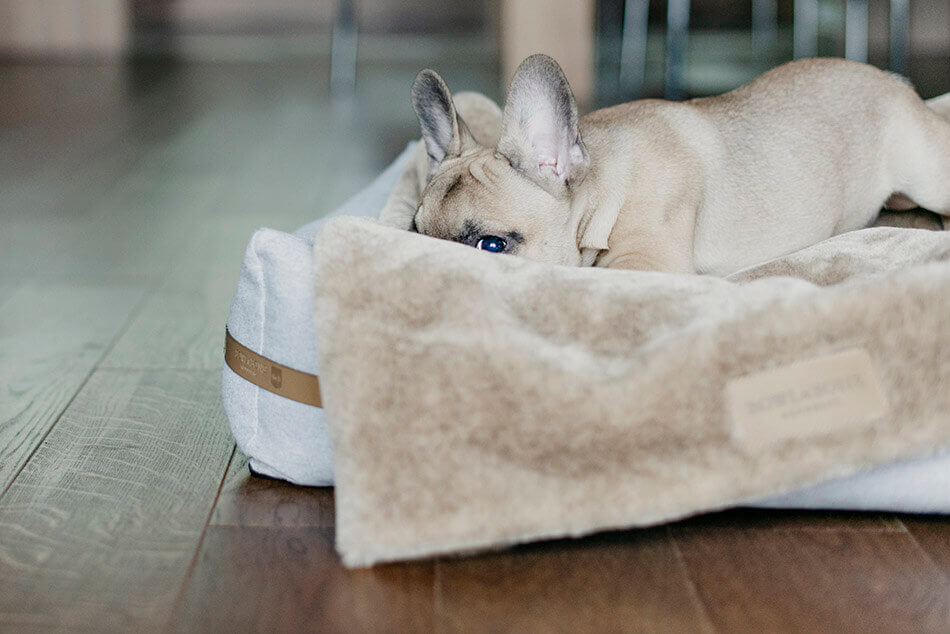 A french bulldog lounging on a wooden floor in a Bowl&Bone Republic dog blanket.