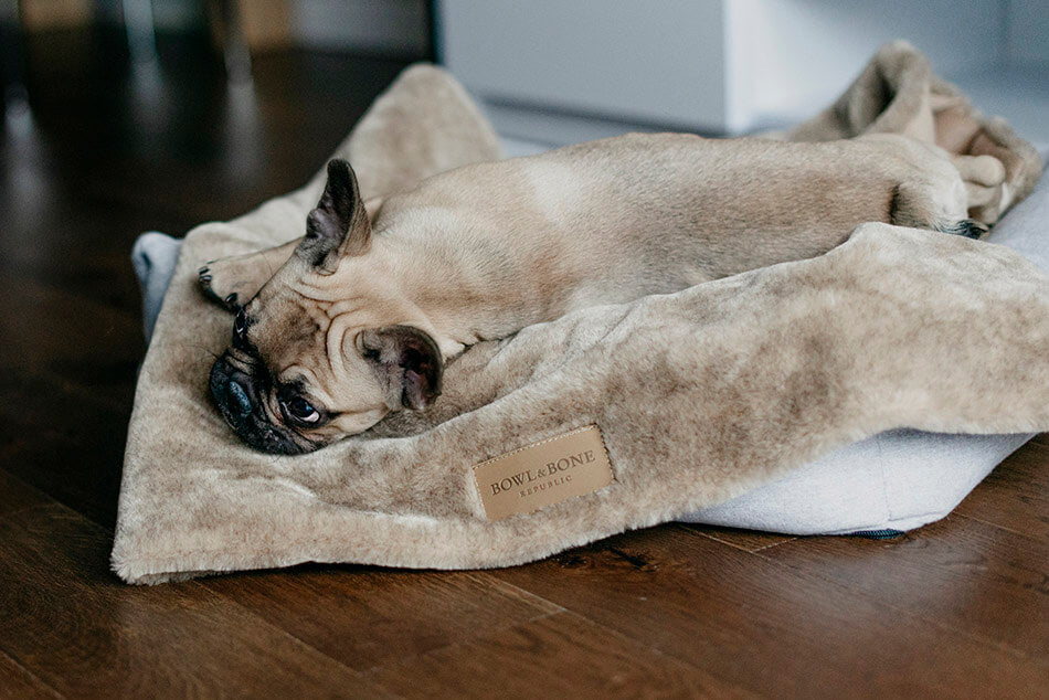 A french bulldog lounging on a Bowl&Bone Republic dog blanket.