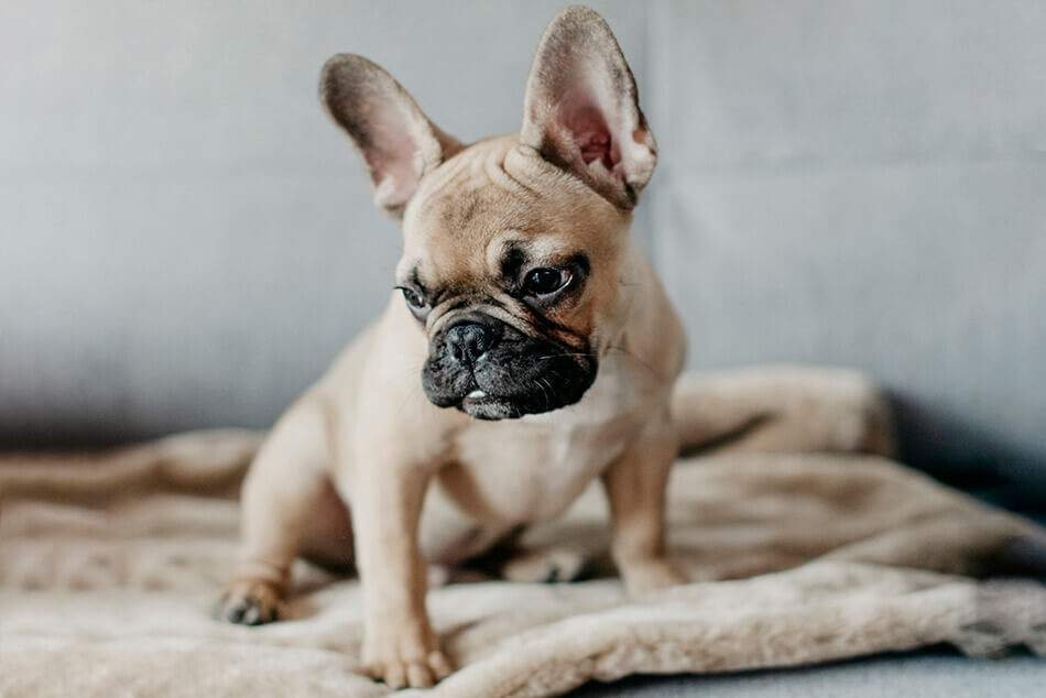 A small french bulldog sitting on a Bowl&Bone Republic dog blanket.