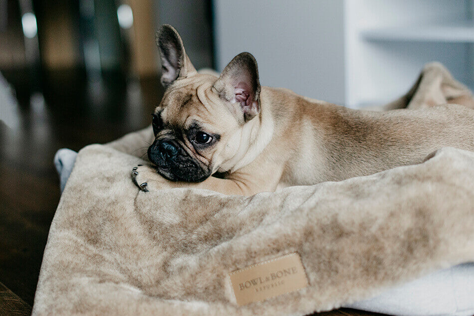 A French Bulldog lounging on a Bowl&Bone Republic dog blanket in NAP grey.