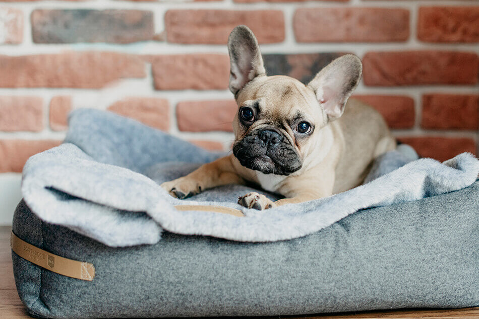 A small french bulldog lounging in a stylish Bowl&Bone Republic dog bed.