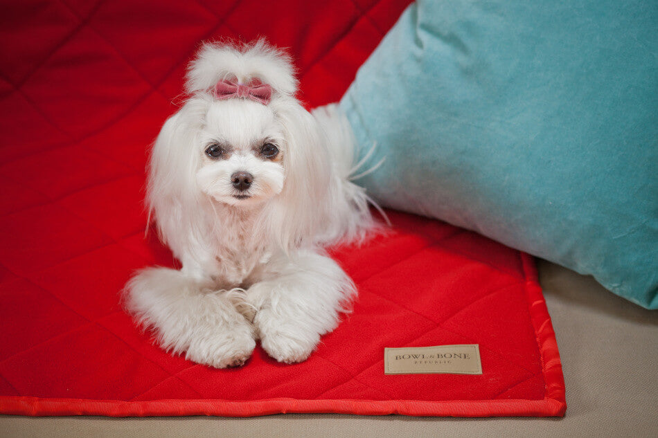A small white dog sitting on a red Bowl&Bone Republic dog blanket.