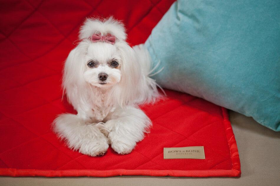 A small white dog sitting on a red Bowl&Bone Republic dog blanket.