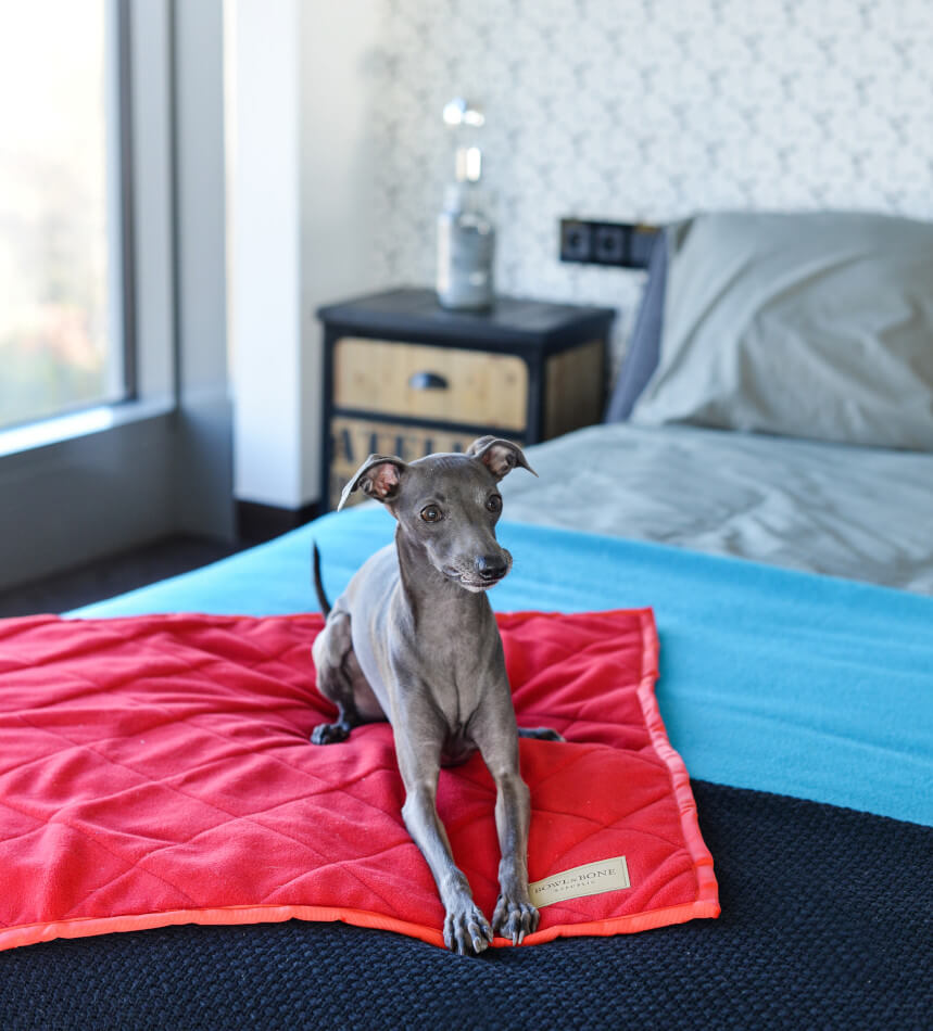 A greyhound enjoying a Bowl&Bone Republic dog blanket on a bed.