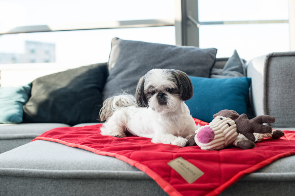 A small dog sitting on a red Bowl&Bone Republic blanket with a stuffed animal.