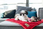 A small dog sitting on a red Bowl&Bone Republic blanket with a stuffed animal.
